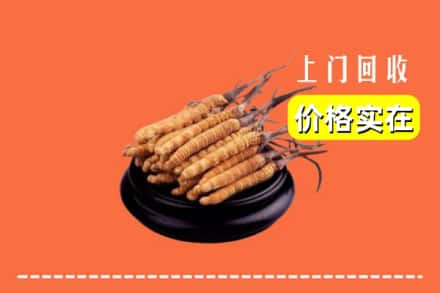 洛阳市吉利回收冬虫夏草